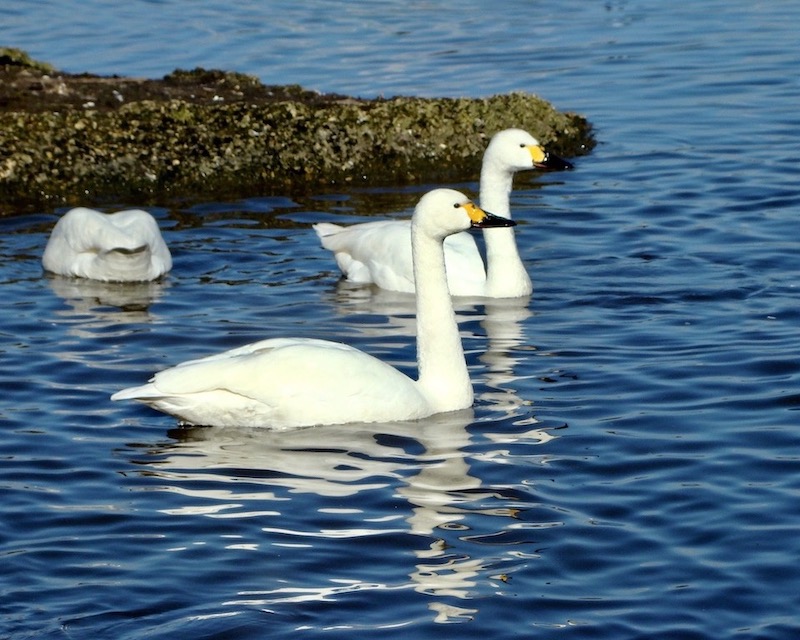 Bewick swan